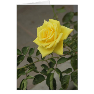 Rose jaune