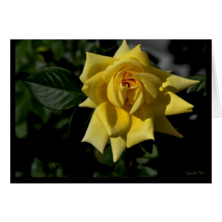 Rose jaune