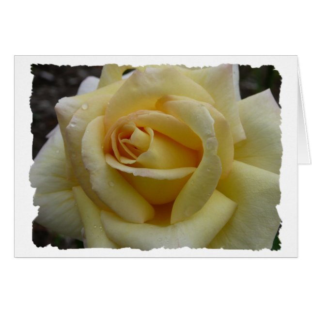 Rose jaune (Devant horizontal)