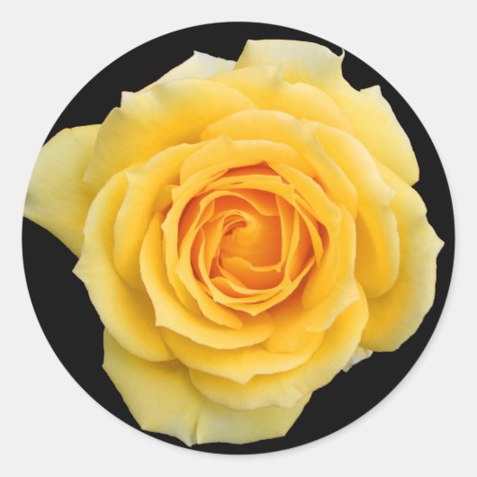 Rose jaune, autocollants (Devant)