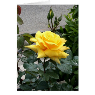 Rose jaune du Texas