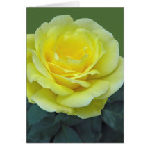 ROSE JAUNE, DU TEXAS ?