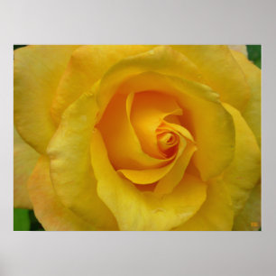 Rose Jaune Imprimer Belle Poster Fleur Imprimer
