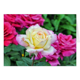 Rose jaune parmi les fleurs rouges