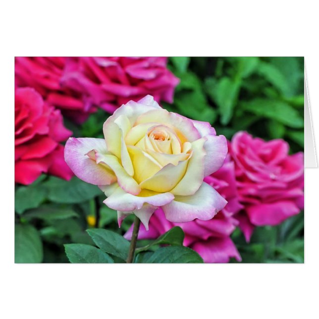 Rose jaune parmi les fleurs rouges (Devant Horizontal)