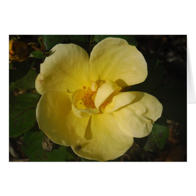Rose jaune sauvage (Devant horizontal)