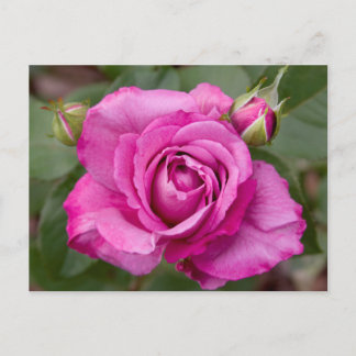 Rose jjhelene Design de carte postale