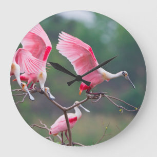 Rosé Lepels (Ajaia ajaja) Landen Grote Klok