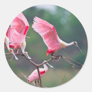 Rosé Lepels (Ajaia Ajaja) Landen Ronde Sticker