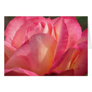 Rose Lotus
