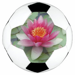 Rose Lotus Water Lily