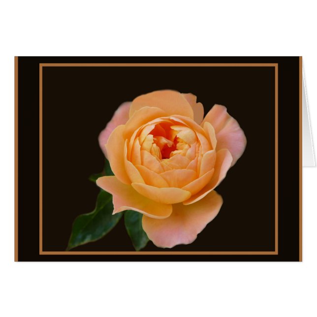 Rose Macro Rose (Devant horizontal)