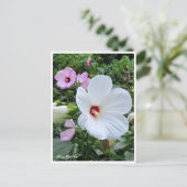 Rose Mallow Briefkaart (Staand voorkant)