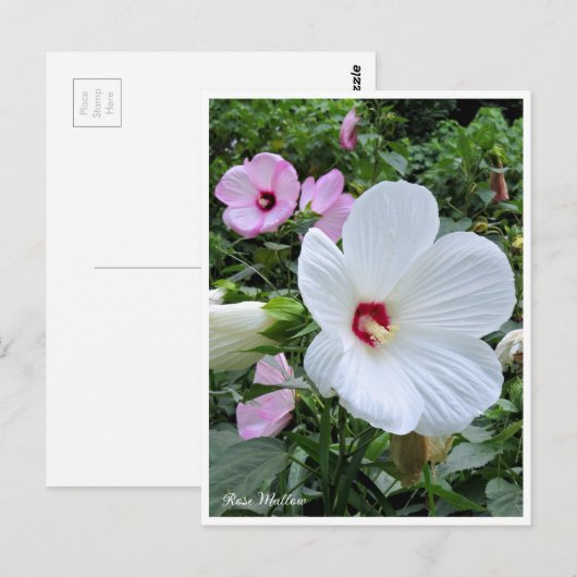 Rose Mallow Briefkaart (Voorkant / Achterkant)