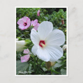 Rose Mallow Briefkaart (Voorkant)