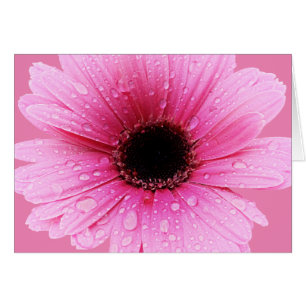 Rose marguerite avec gouttelettes