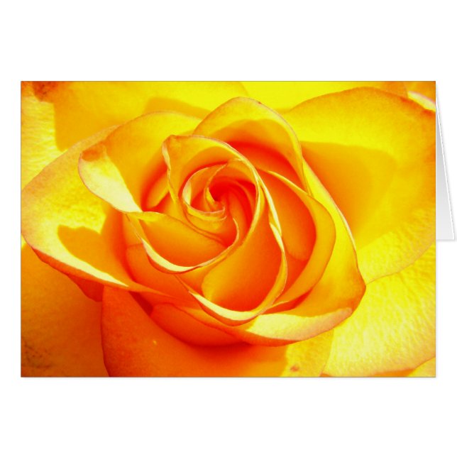 Rose Mimi (Devant horizontal)