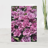 Rose Muté, Tulipes Frangées, Cartes De Notes (Devant)