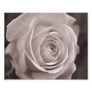 Rose noir et blanc 10x8 photo murale art