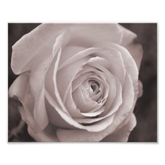 Rose noir et blanc 10x8 photo murale art (Devant)