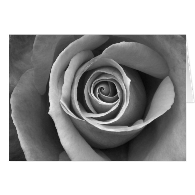 Rose noire et blanche (Devant horizontal)