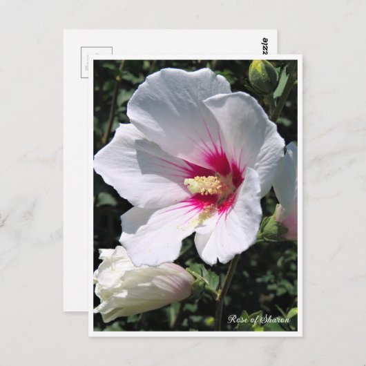 Rose of Sharon ポストカード Briefkaart (Voorkant / Achterkant)
