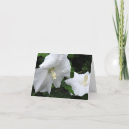Rose of Sharon (Hibiscus syriacus 'Diana') card Bedankkaart