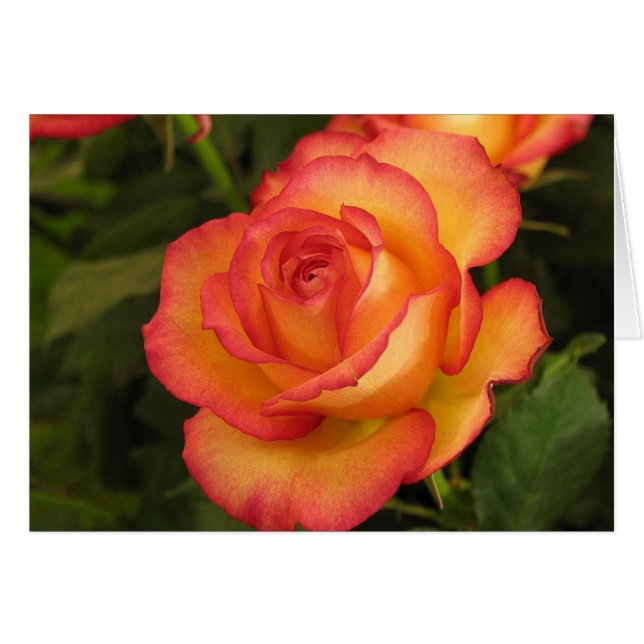 Rose orange (Devant horizontal)