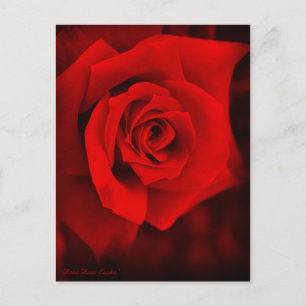 Rose Osaka : Carte postale
