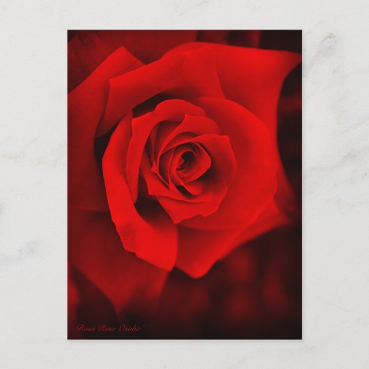 Rose Osaka : Carte postale (Devant)