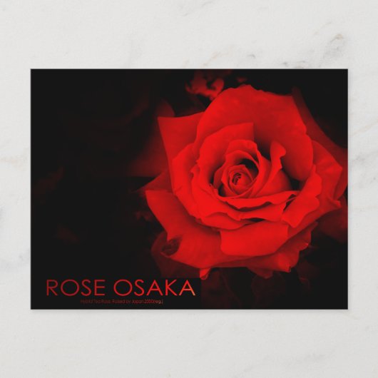 Rose Osaka : Carte postale (Devant)