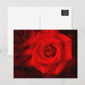 Rose Osaka : Carte postale (Devant / Derrière)