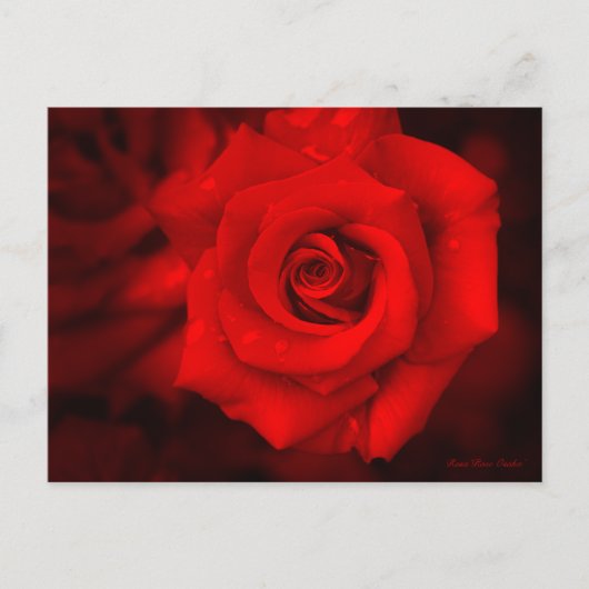 Rose Osaka : Carte postale (Devant)