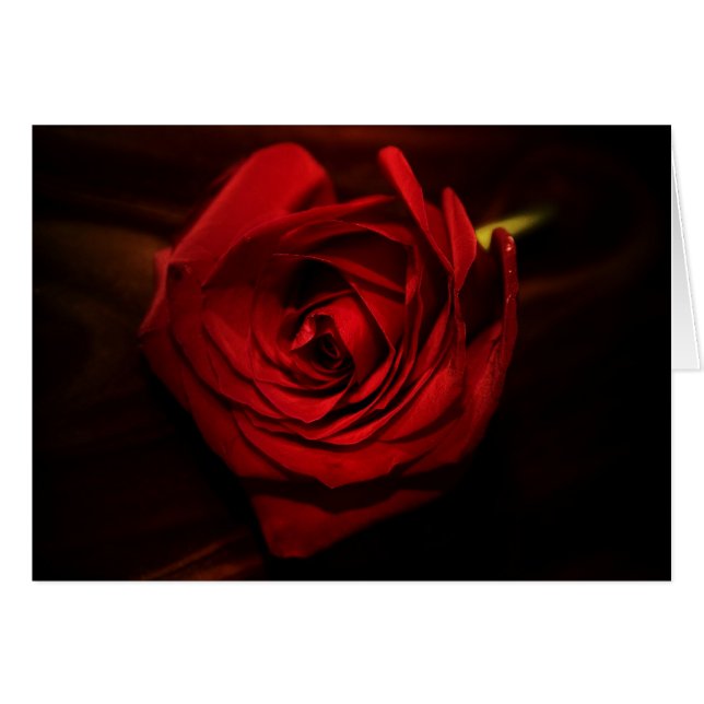"rose" par Larry Coressel (Devant horizontal)
