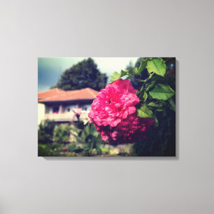 Rose, photo rustique, toile étirée d'été