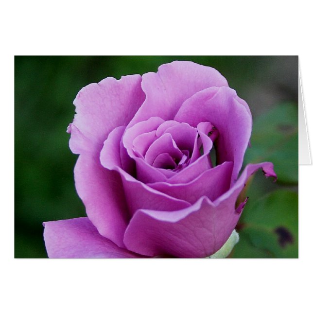 Rose pourpre (Devant horizontal)