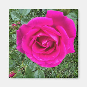 Rose rose #3,2 pouces Magnet Carré