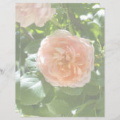 Rose rose 8,5x11 Papier (Devant / Derrière)