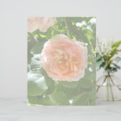 Rose rose 8,5x11 Papier (Debout devant)