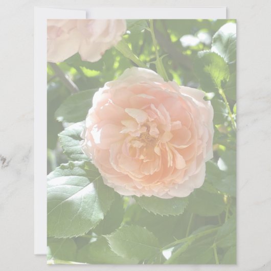 Rose rose 8,5x11 Papier (Devant)