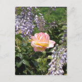 Rose rose avec carte postale de glycine violette (Devant)