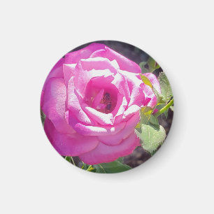 Rose rose avec un aimant Rose d'abeilles