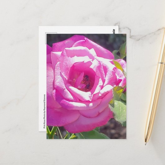 Rose rose avec une carte postale d'abeille (Devant/Arrière en situation)