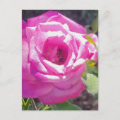 Rose rose avec une carte postale d'abeille (Devant)