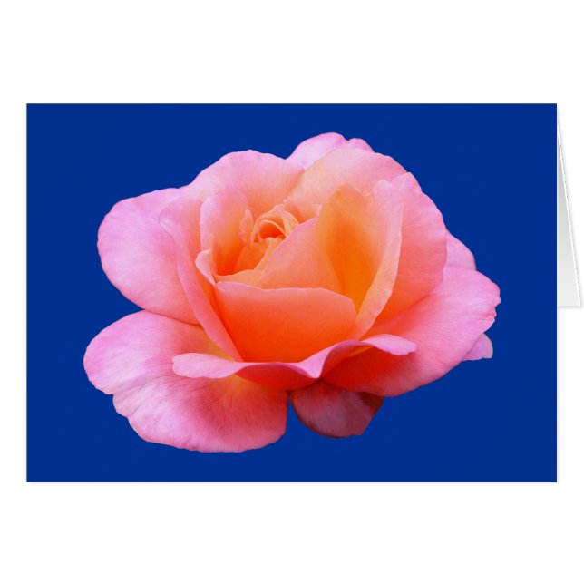 Rose rose - Bleu (Devant horizontal)