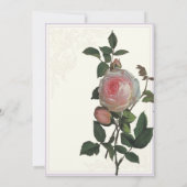 Rose rose botanique, Faire-part de mariage lavande (Dos)