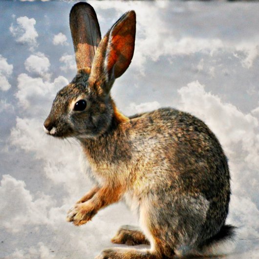 Rose rose chaud sur Cravate noire