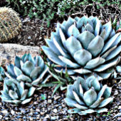 Rose rose chaud sur Cravate noire