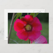 Rose rose de Sharon Carte postale (Devant / Derrière)