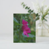 Rose rose de Sharon Carte postale (Debout devant)